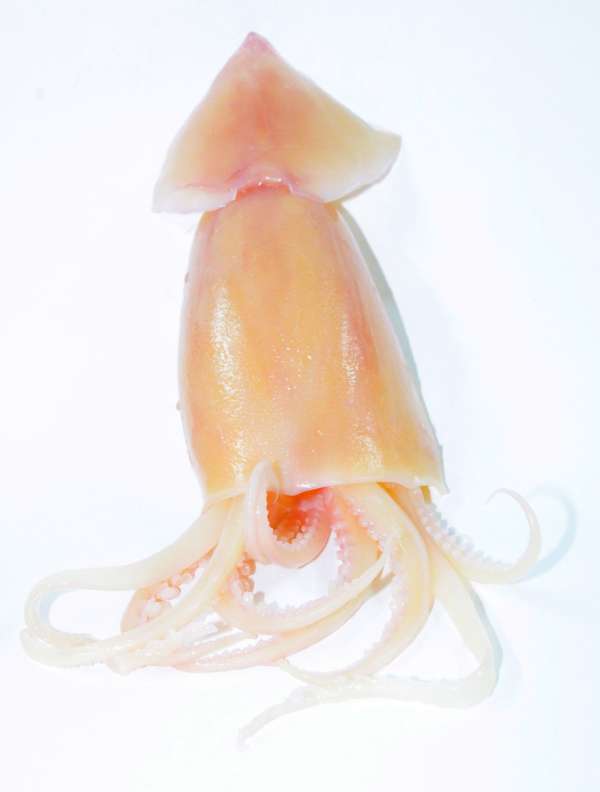 水魷